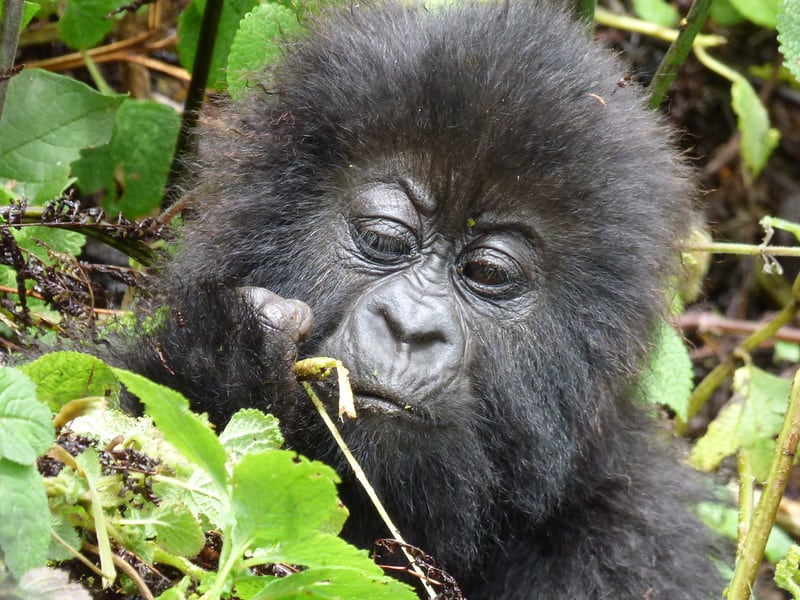 Baby Gorilla Feeding