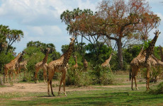 4 Days Selous Game Reserve Safari