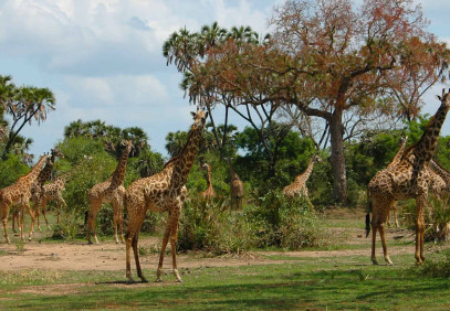 4 Days Selous Game Reserve Safari