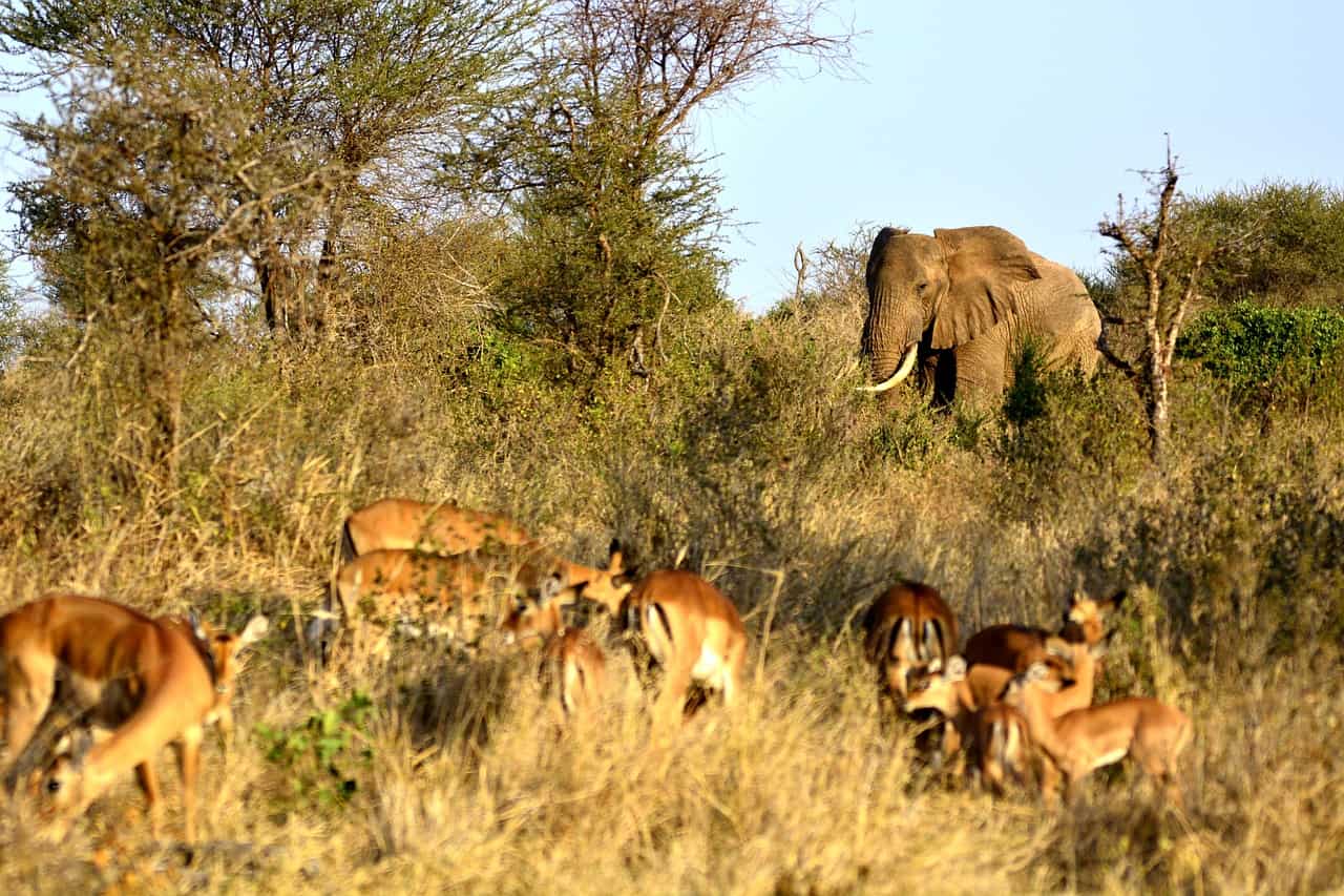 Elephant G5da9c1a82 1280