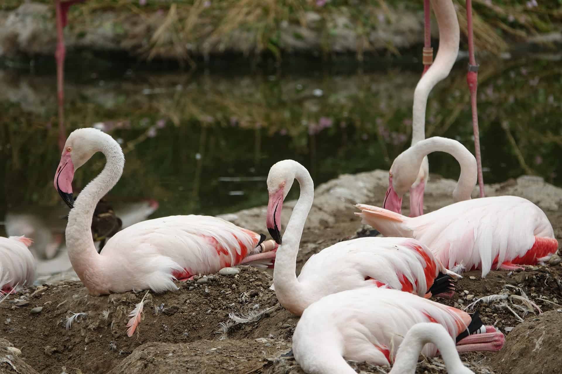 Flamingo Ga15475fb6 1920