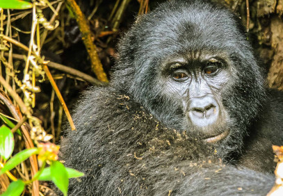 3 Days Uganda Gorilla Safari Exerience