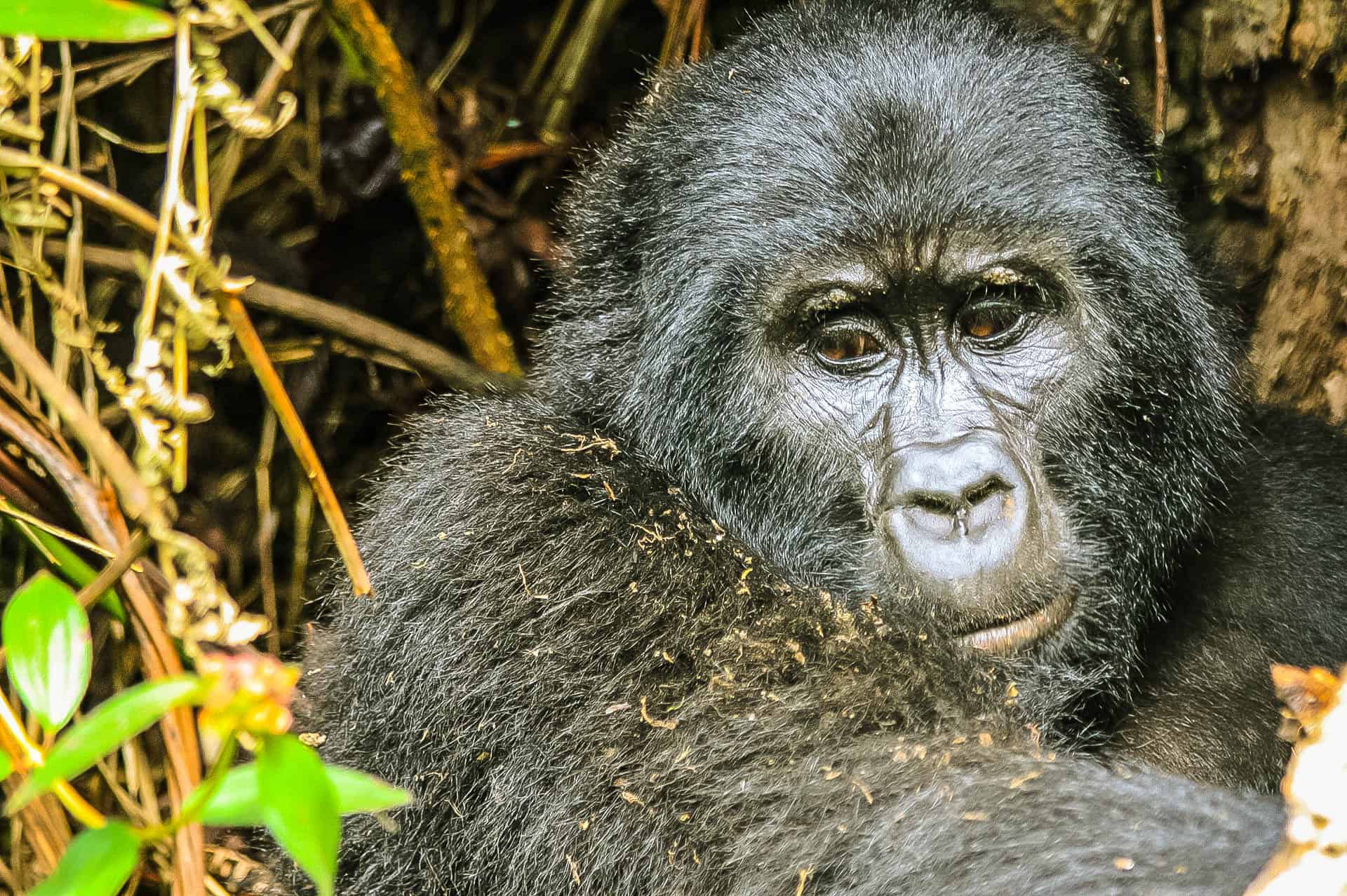 Gorilla In Bwindi