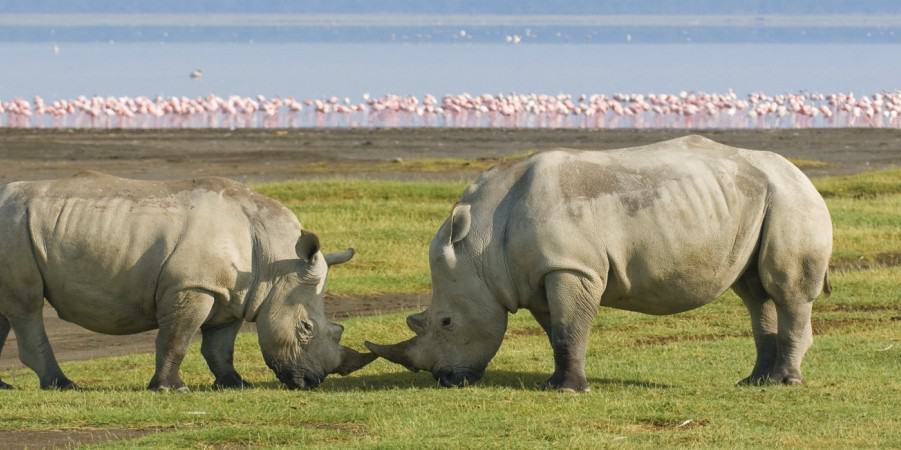 Lake Nakuru National Park2