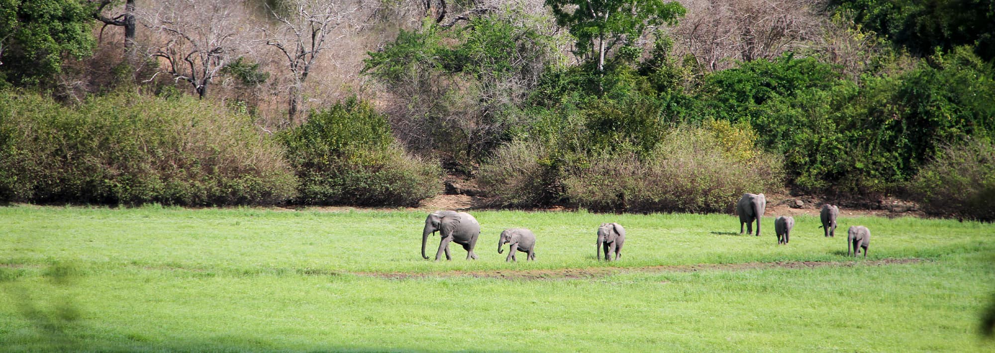 Selous Game Reserve Header 1
