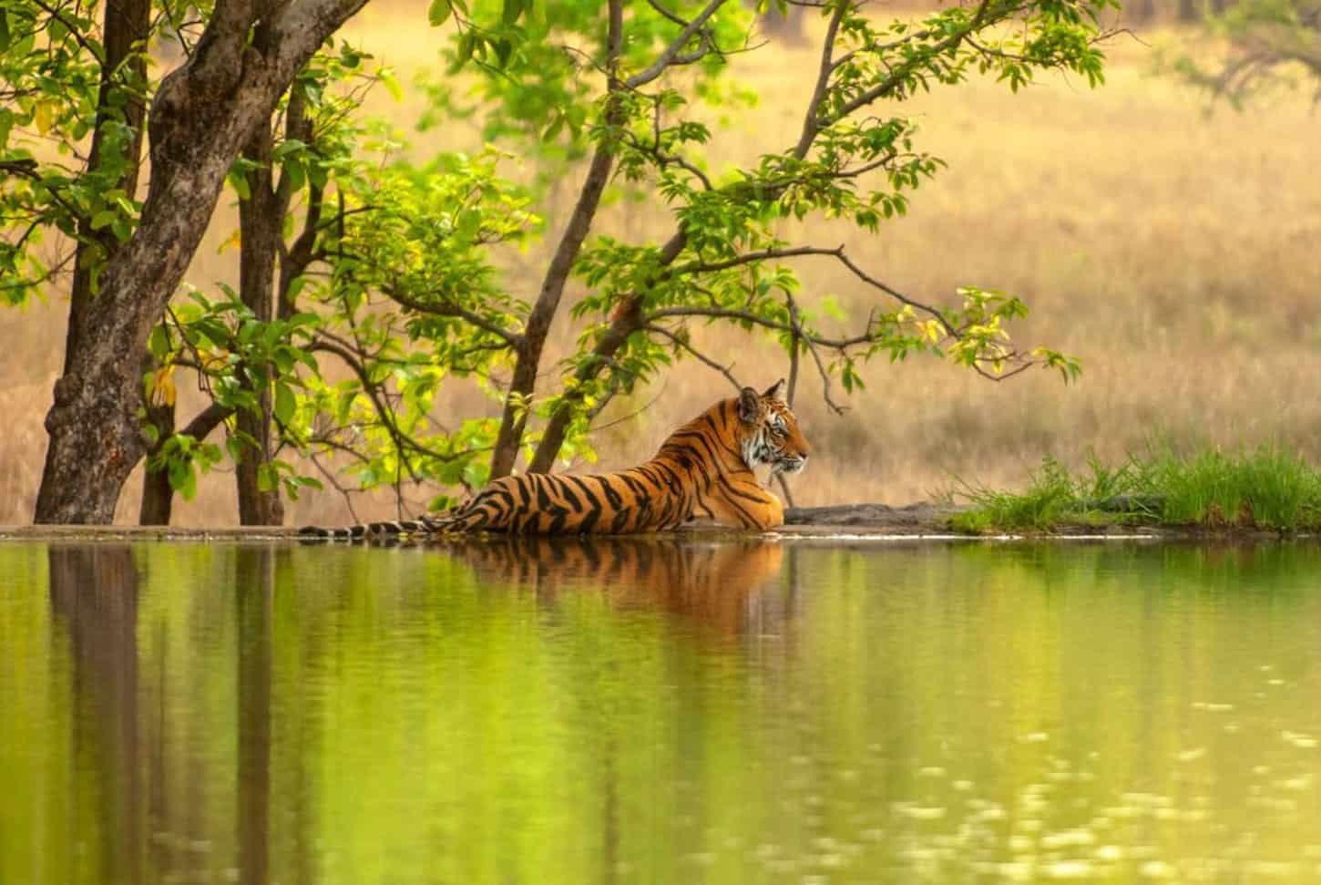 Tiger