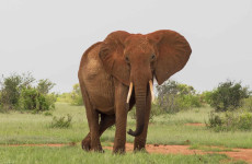 3 Day Tsavo East & West Safari