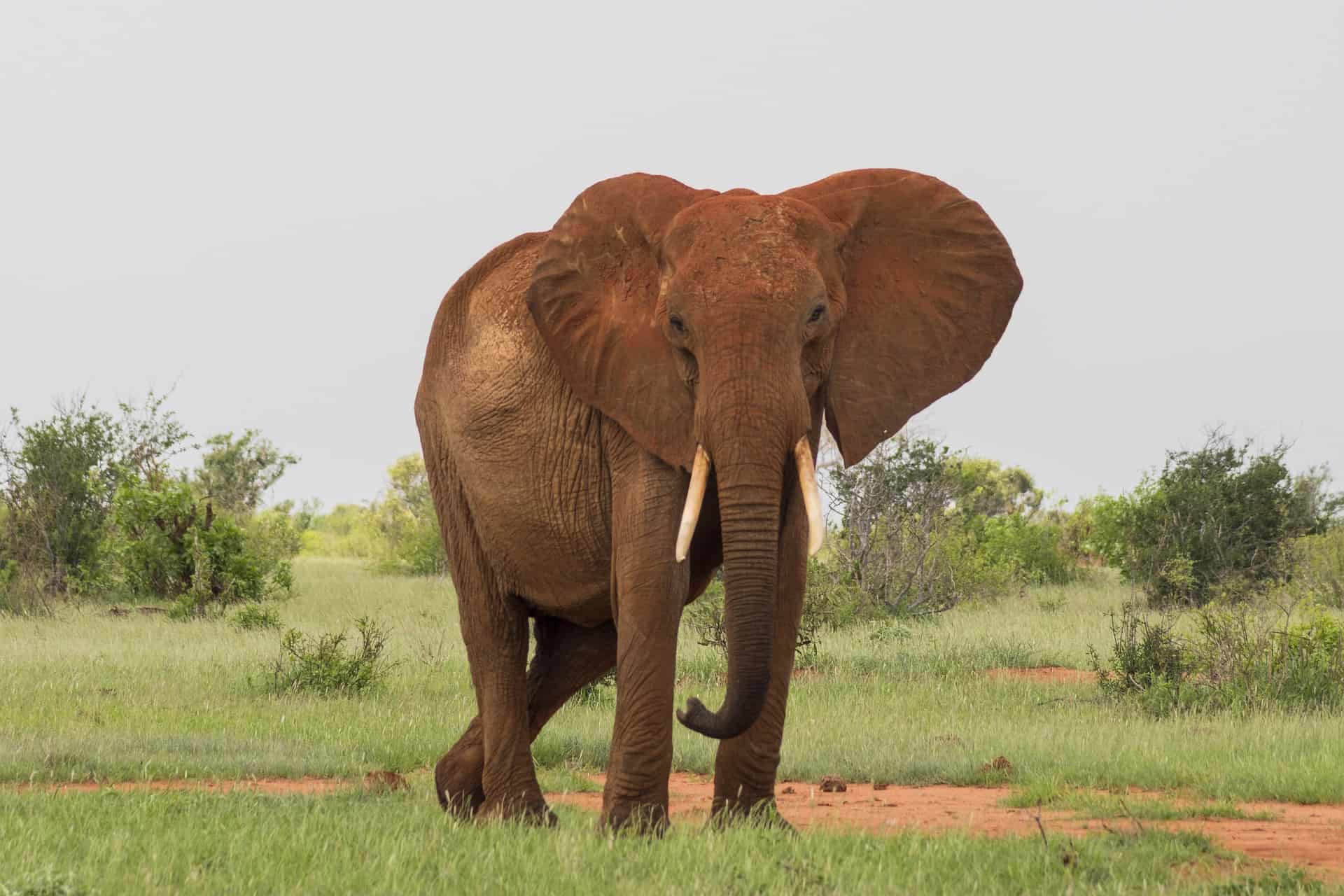 Wildlife G48c68fa51 1920