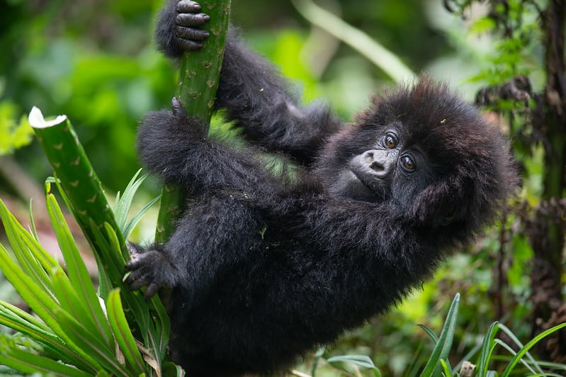 Young Gorilla Swinging