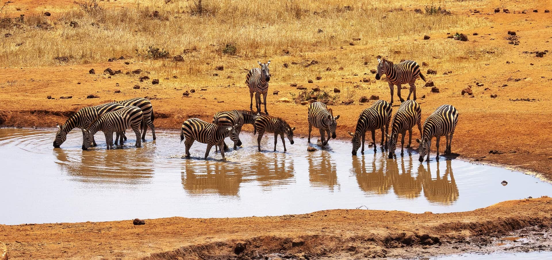 Zebras G8c59b17ab 1920