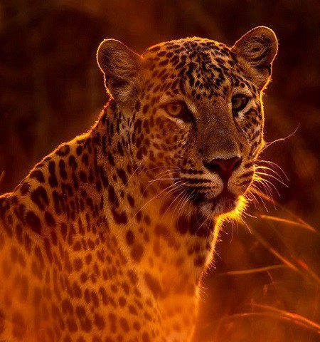 1 Day Anzania Safari To Lake Manyara National Park