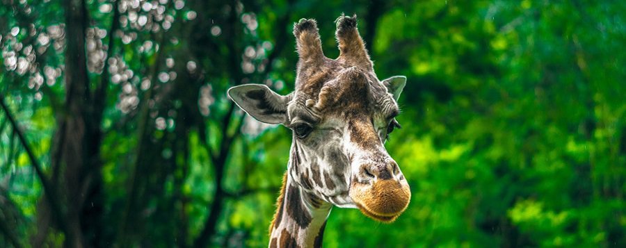 1 Day Anzania Safari Tour To Tarangire National Park From Arusha