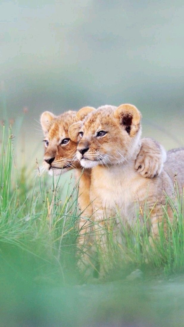 2 Cubs
