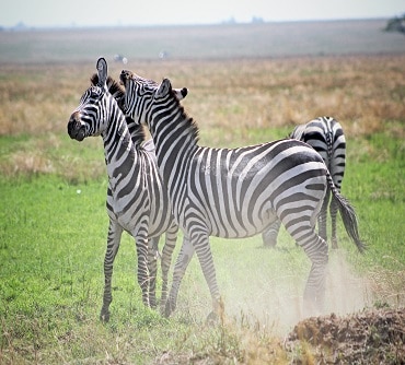 2 Days Tanzania Safari 1