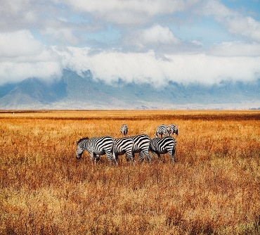 3 Days Serengeti Safar 1 Tour
