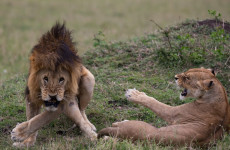 3-Day Maasai Mara Group Joining Safari