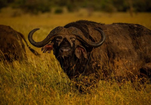 Buffalo With World Adventure Tours