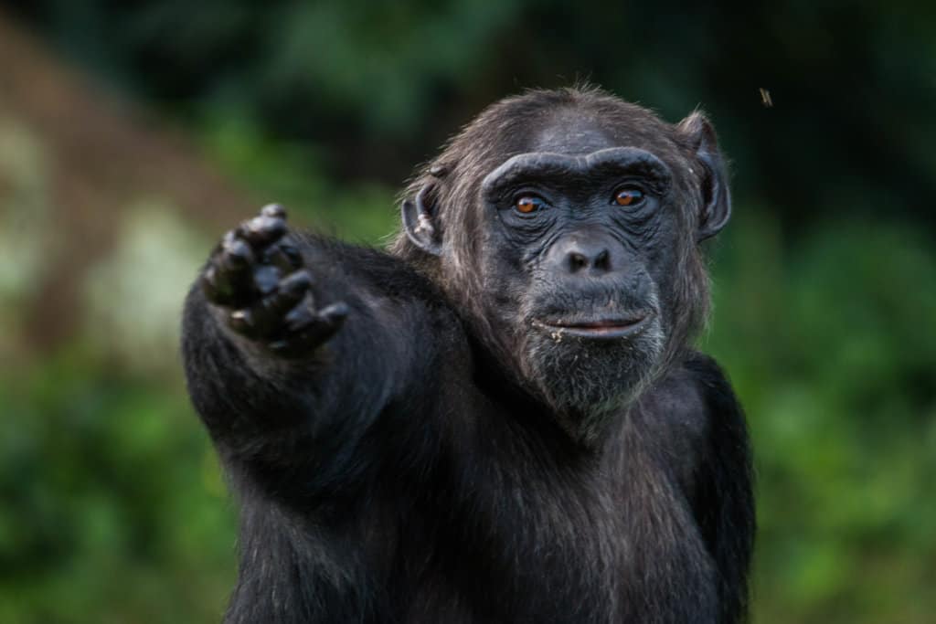 Chimps Uganda Tubale Safaris