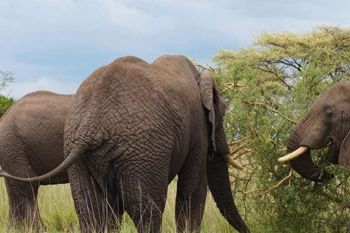 5 Days 4 - nights Tanzania Budget Group Joining Safari