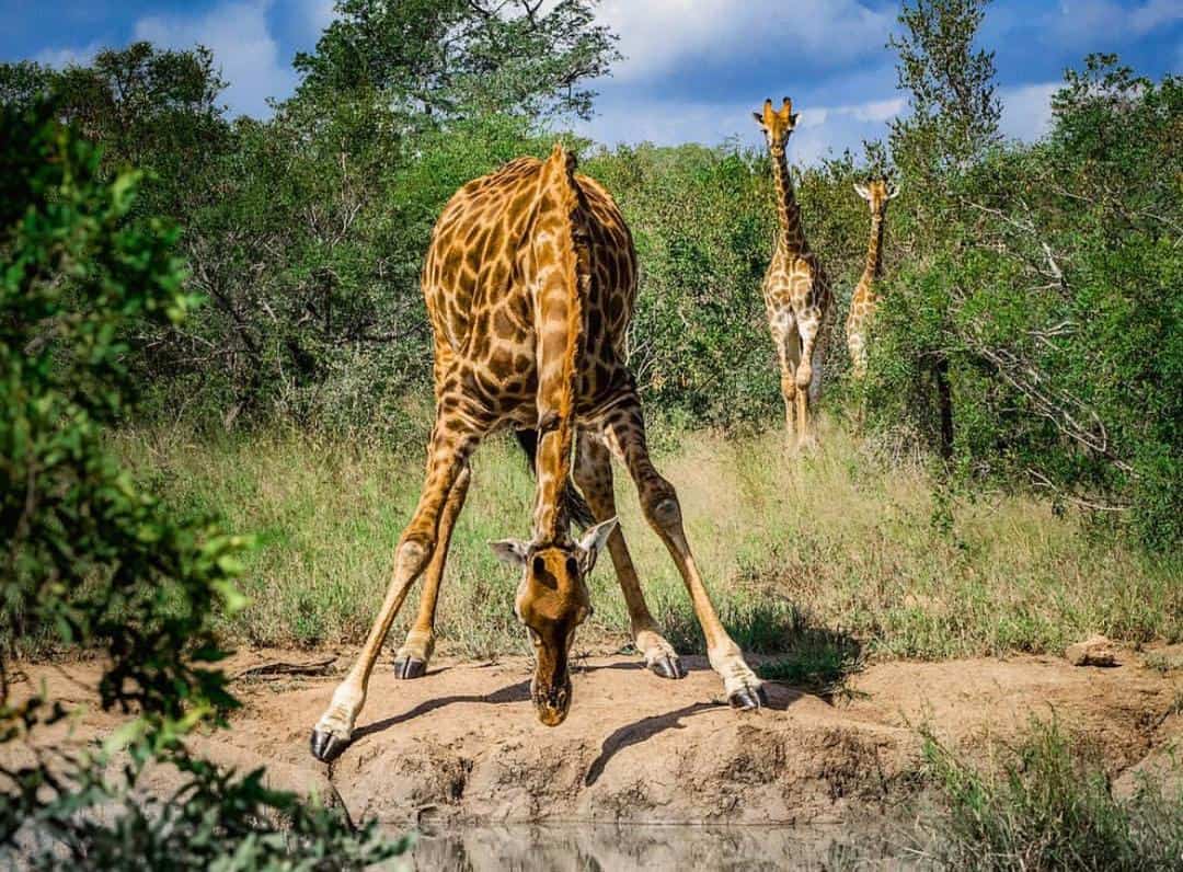 Girraffe Drinking Water