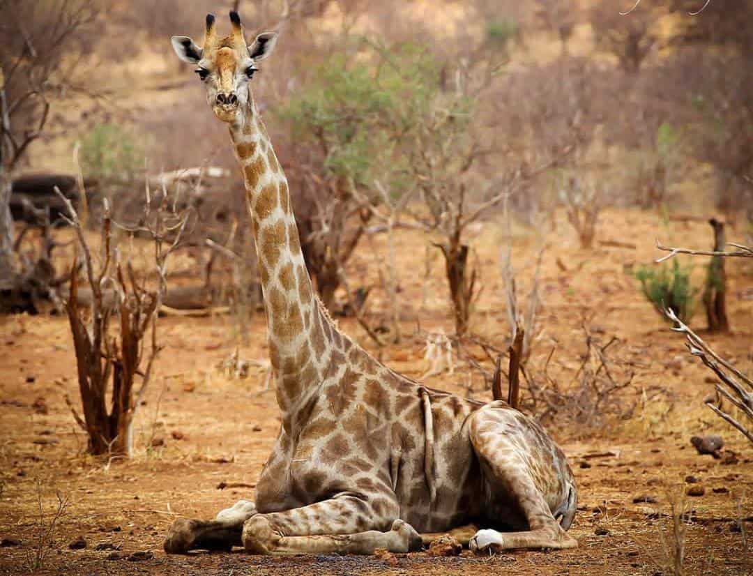 Girraffe Sitting
