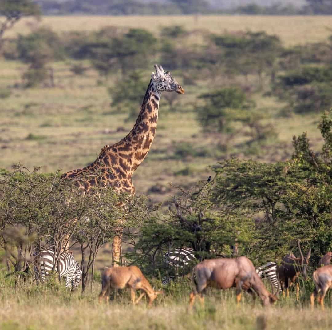 Grazing