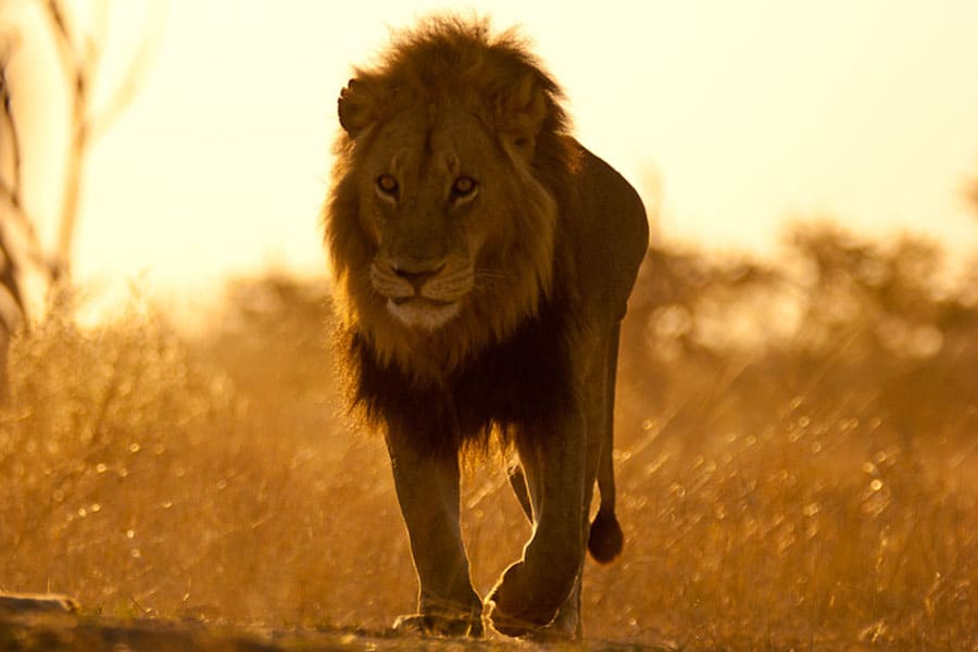 Lion 6x4