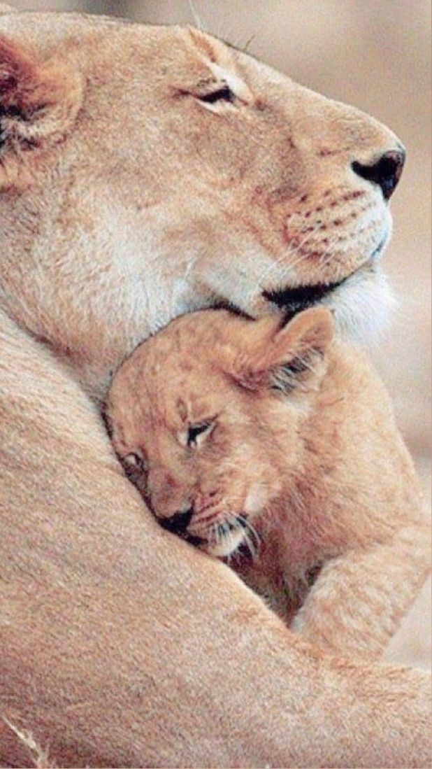 Lion Ft Cub..2