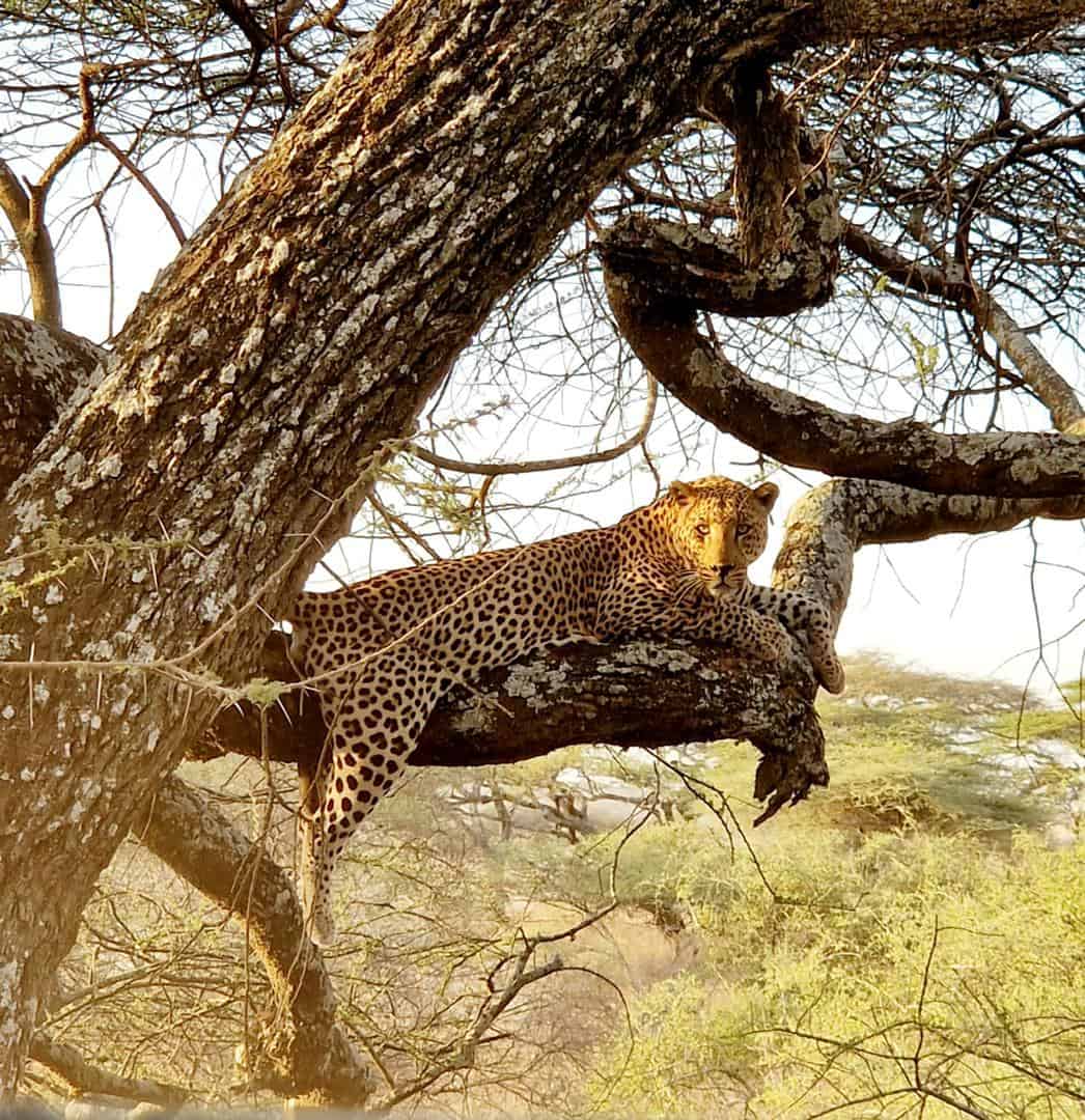 Resting Leopard On A Tree
