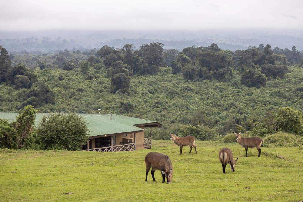 Rhino Lodge 3