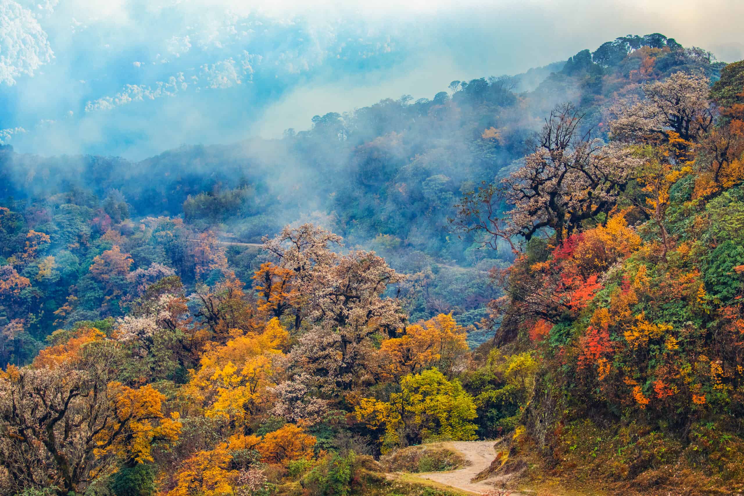 Singalila Habitat Horizontal