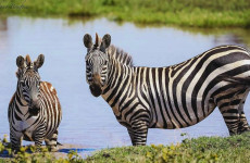 5-Day Extravaganza Serengeti Fly in Safari & Ngorongoro