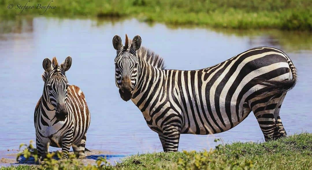 Zebras On A Pond In Serengeti