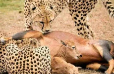 Nairobi National Park Day Tour