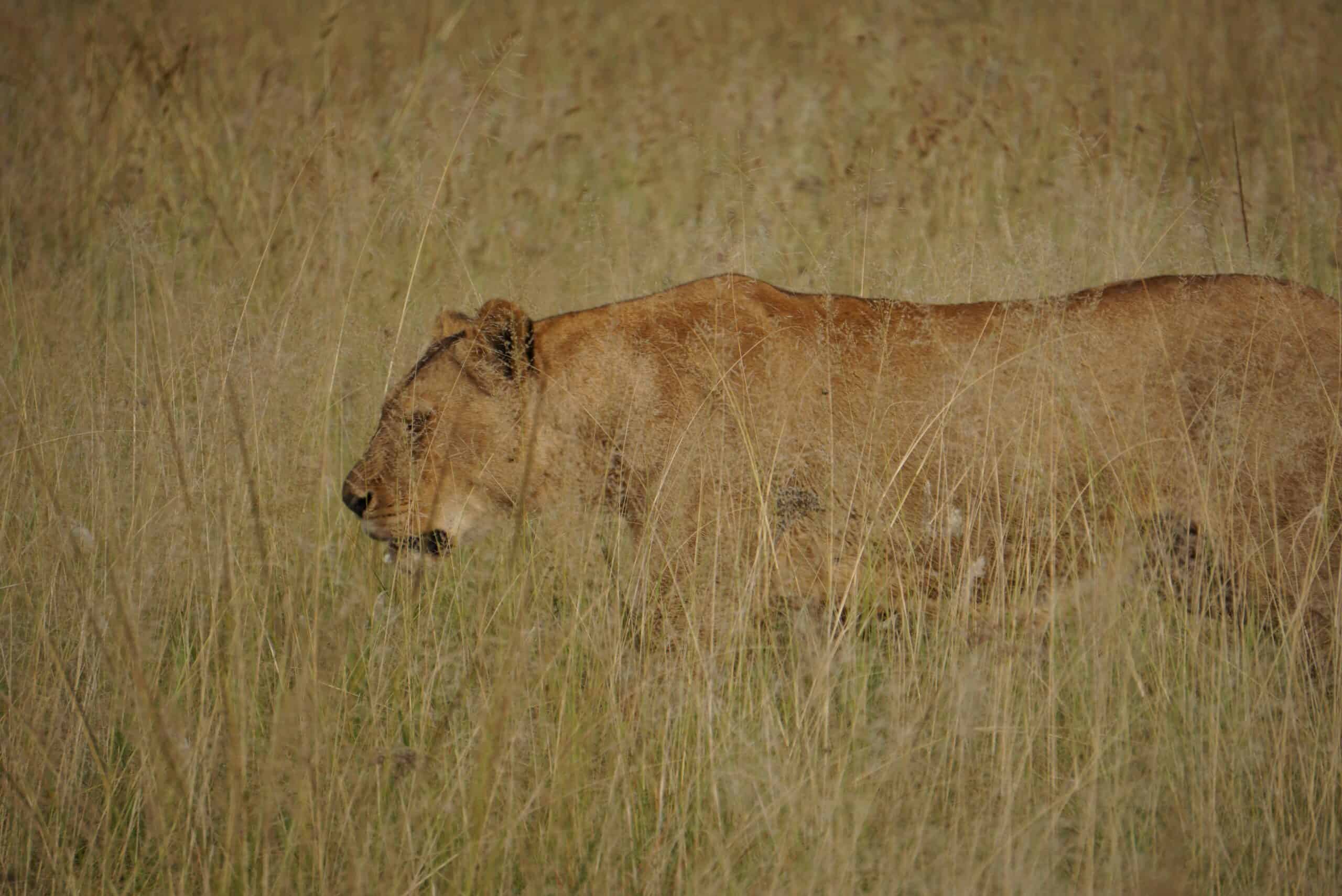 5 Days 4 - nights Tanzania Budget Group Joining Safari