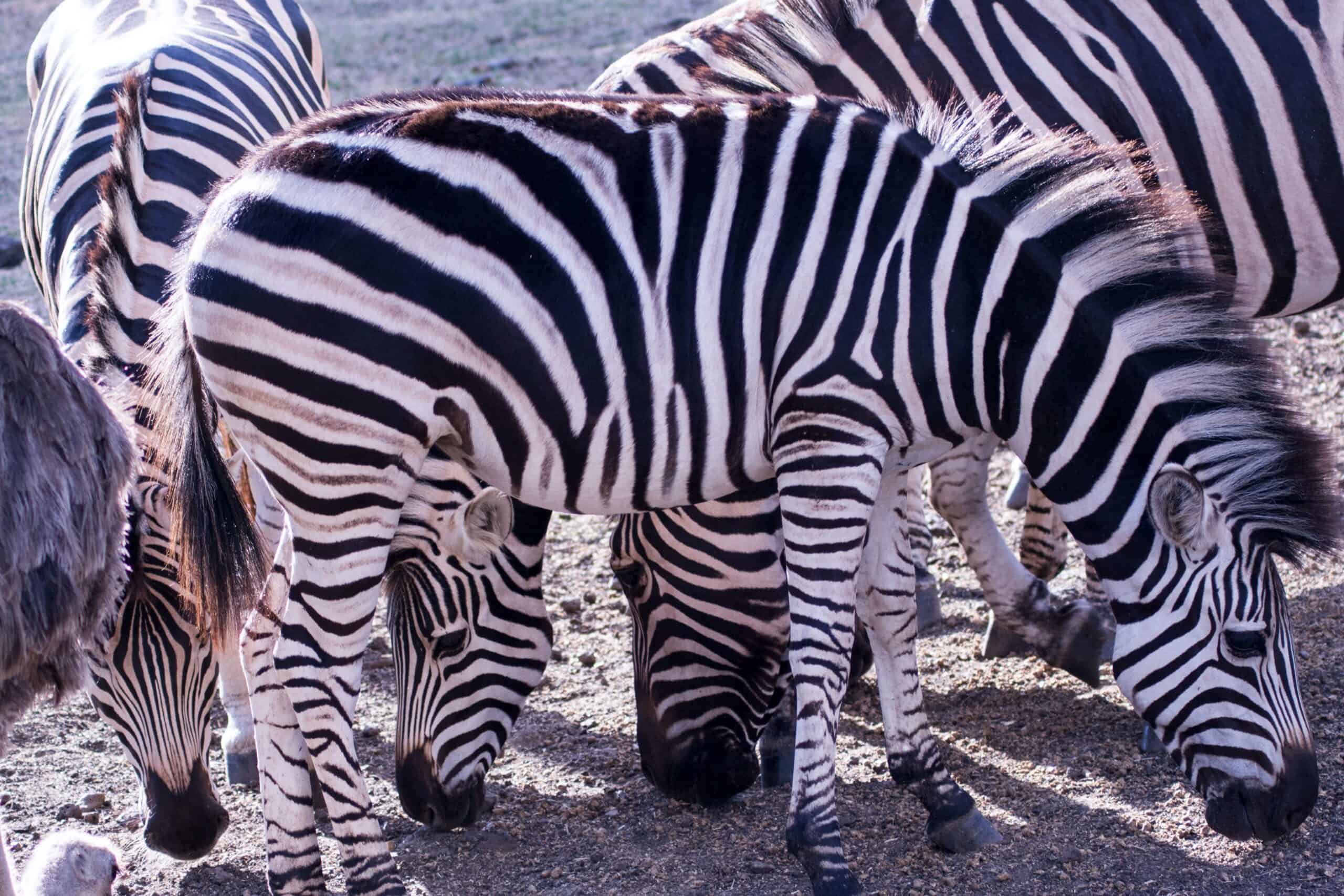 5 Days 4 - nights Tanzania Budget Group Joining Safari