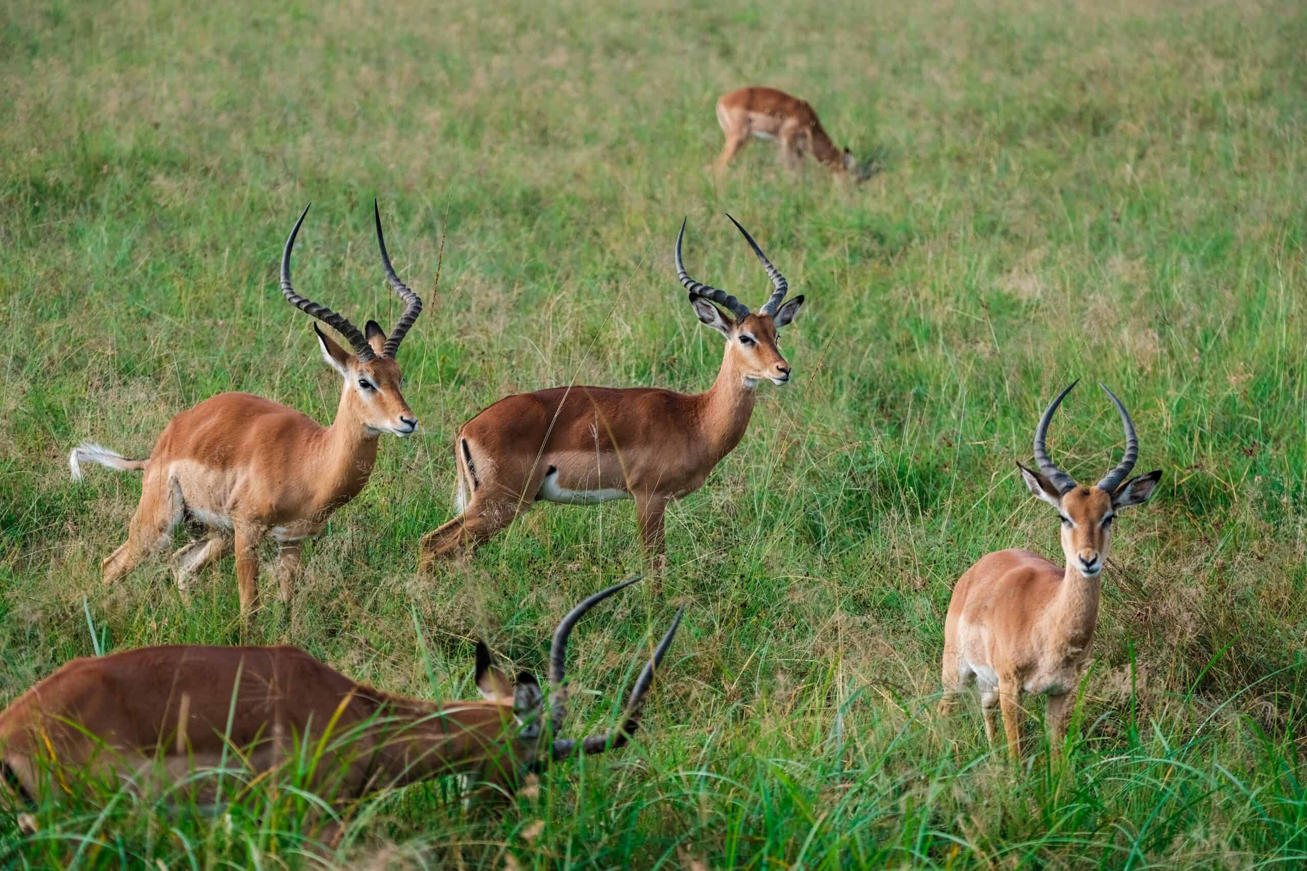5 Days 4 - nights Tanzania Budget Group Joining Safari