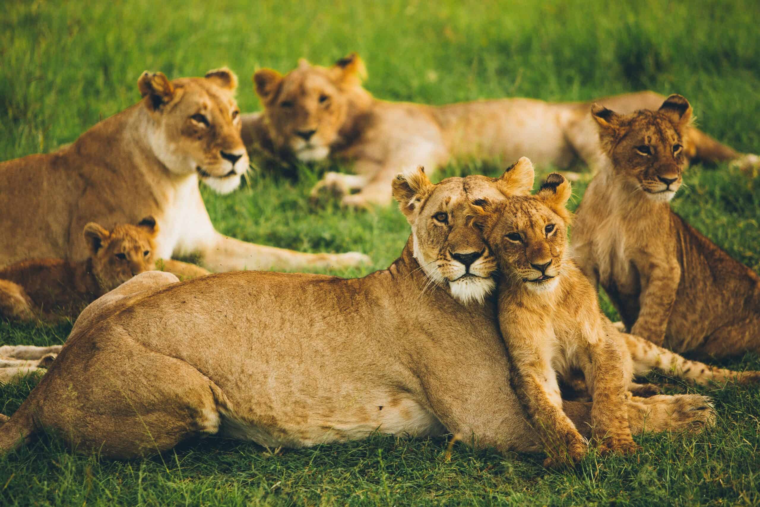 5 Days 4 - nights Tanzania Budget Group Joining Safari
