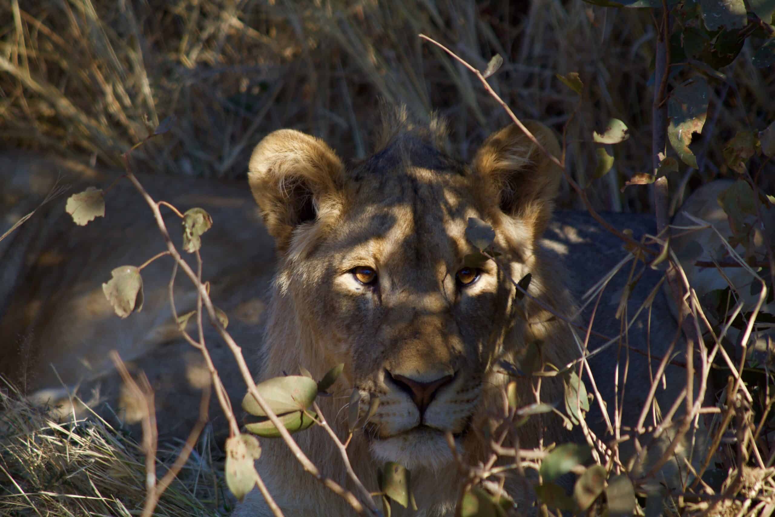 5 Days 4 - nights Tanzania Budget Group Joining Safari