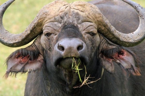5 Days 4 - nights Tanzania Budget Group Joining Safari