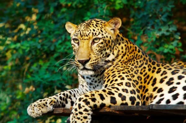 5 Days 4 - nights Tanzania Budget Group Joining Safari