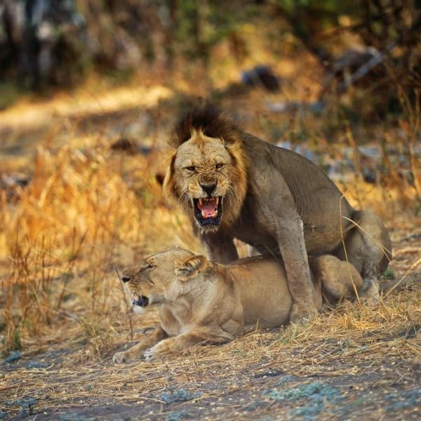 5 Days 4 - nights Tanzania Budget Group Joining Safari
