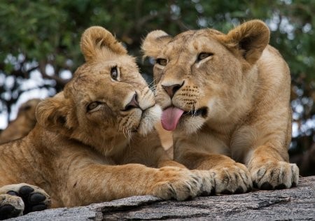 5 Days 4 - nights Tanzania Budget Group Joining Safari