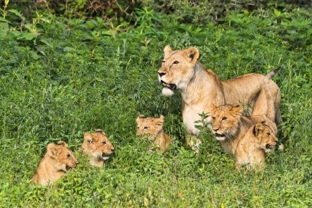 Burigi Chato Safaris Safari (527)