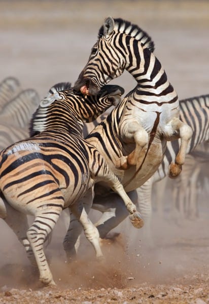 5 Days 4 - nights Tanzania Budget Group Joining Safari