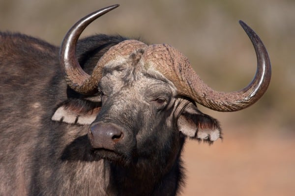 5 Days 4 - nights Tanzania Budget Group Joining Safari