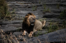 4 Days Private Safari, Coffee Tour & Authentic Tribes