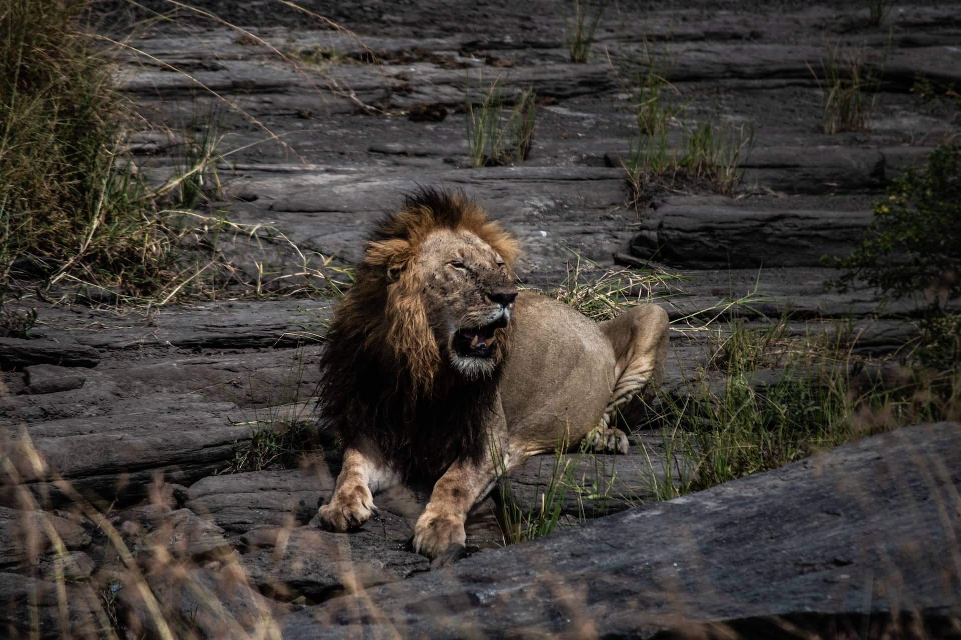 Carlos Torres Bz5meg Ehpc Unsplash