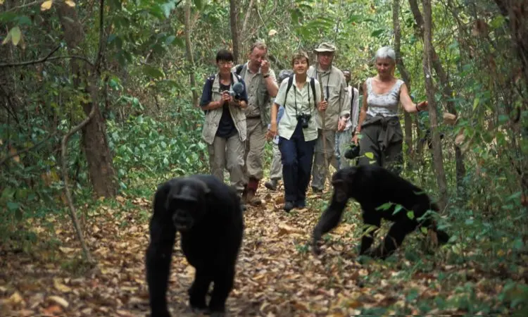 Chimp Trekking Uganda Tubale Safaris