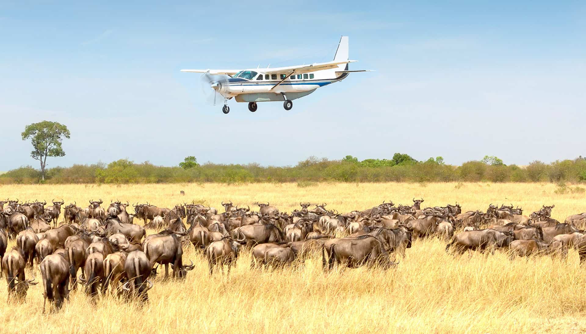 Fly In Serengeti
